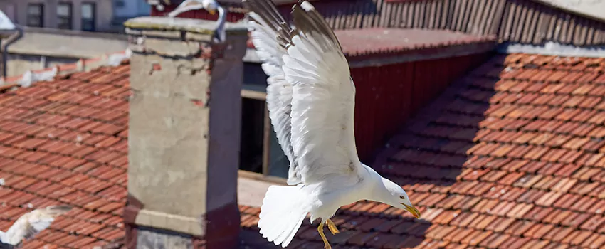 Residential Chimney Animal Removal Solution in Durant, OK
