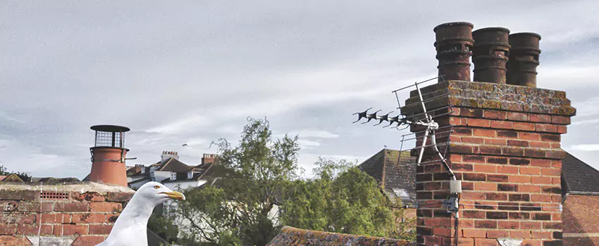 Chimney Cleaning And Restoration in Durant, Oklahoma